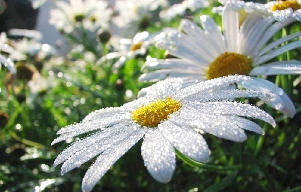 Наивысшее качество - Доступные цены